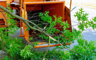 Tree Trimming Services in Bremerton, WA