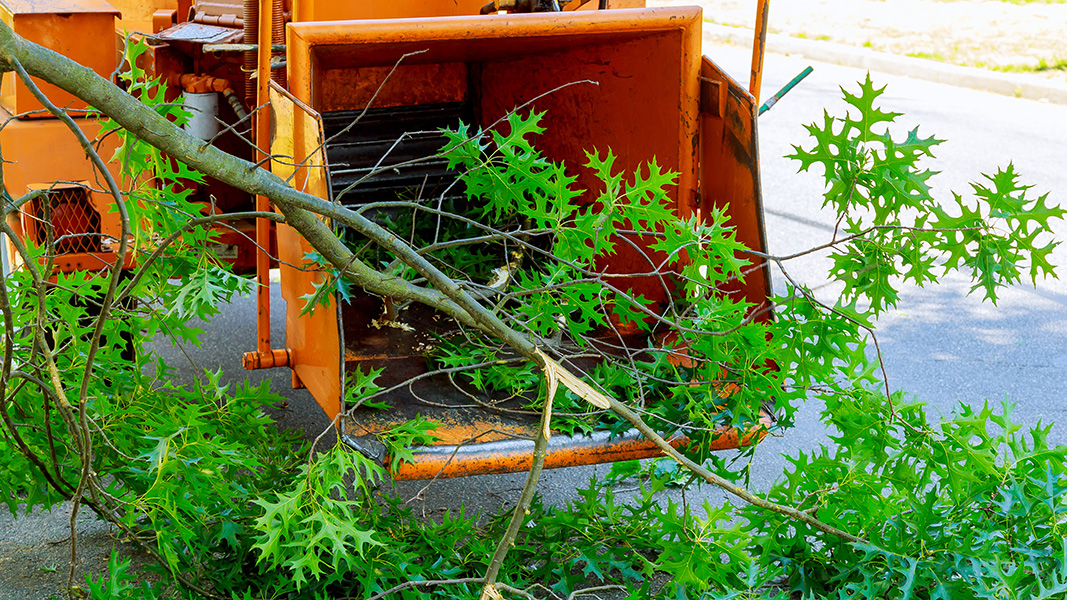 Tree Trimming Services in Bremerton, WA