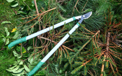 Tree Pruning Services in Bremerton, WA