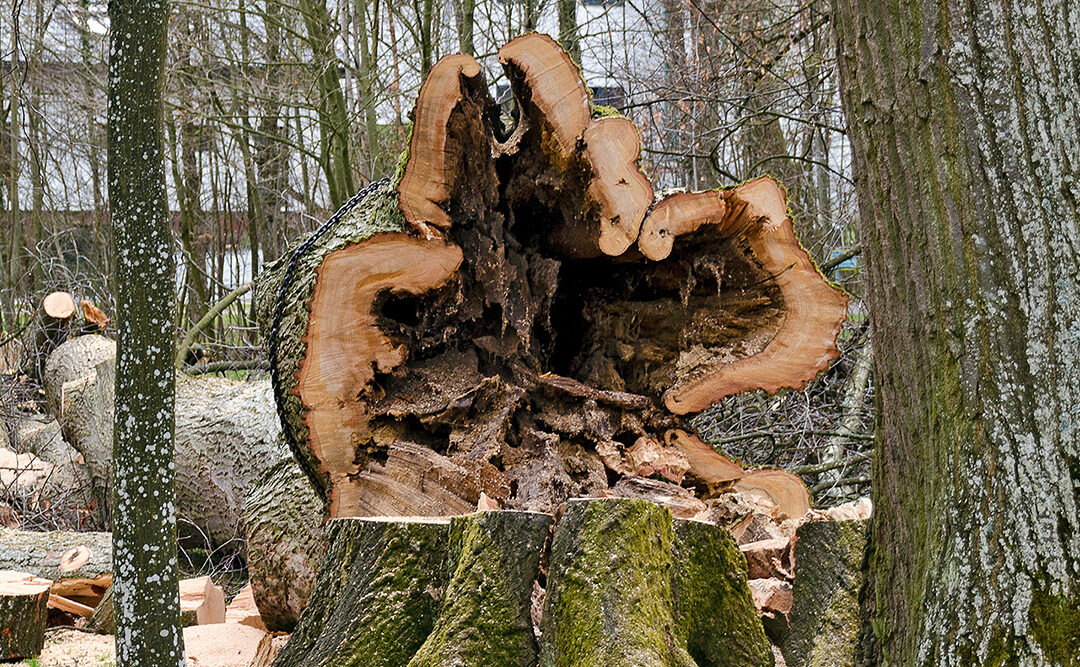 Tree Health Check: What to Expect and Why It Matters