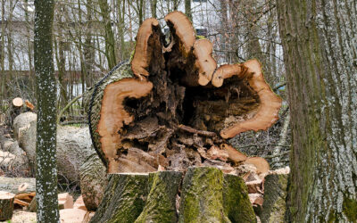Tree Health Check: What to Expect and Why It Matters