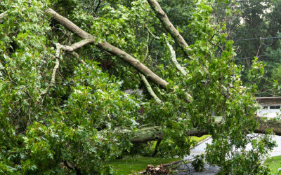 Hazardous Tree Removal: Prevent Storm Emergencies
