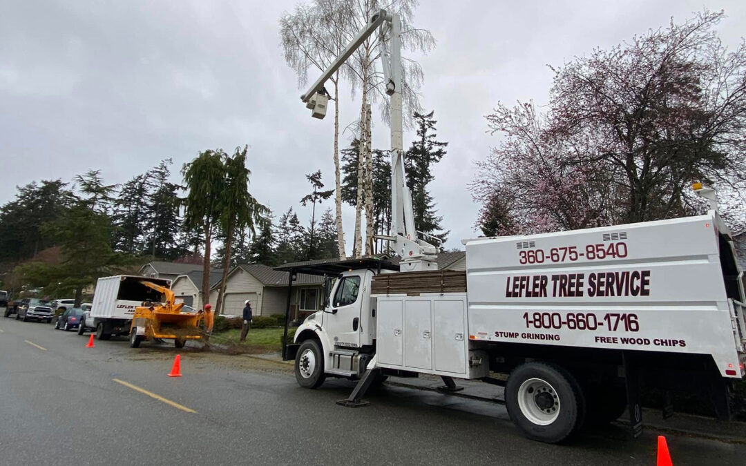 Tree Maintenance Tips for Protecting Your Home and Community
