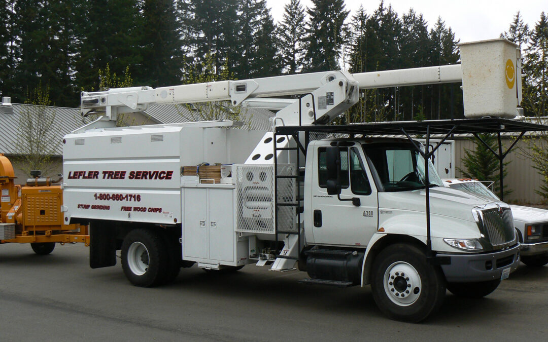 Safe, Affordable Tree Services That Make a Difference