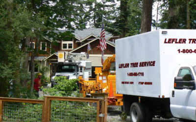 Why Regular Tree Trimming Is Crucial for Safety