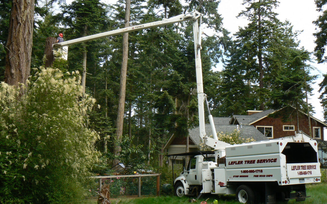 Tree Pruning: A Smart Investment in Safety and Tree Health