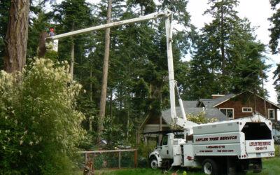 Tree Pruning: A Smart Investment in Safety and Tree Health