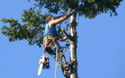Why Summer Is the Best Time for Tree Trimming and Pruning