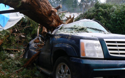 Winter Storm Prep: Professional Tree Removal Matters