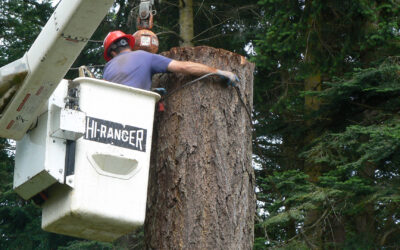 Large Tree Removal: Essential Winter Safety Step