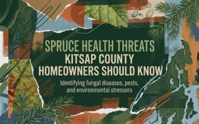 Spruce Health Threats Kitsap County Homeowners Should Know